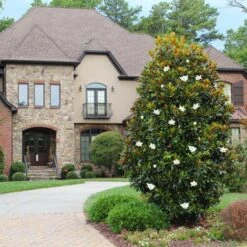 Magnolia Grandiflora "Little Gem" Pianta In Vaso 19 Cm H. 50/60 Cm -Negozio al dettaglio Evergreen 92750232 5