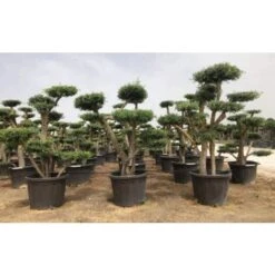 Ulivo Olivo "Olea Europea" Pon Pon In Mastello 65 Cm H. 140/160 Cm FOTO REALI