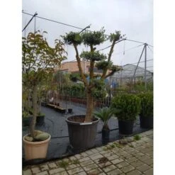 Ulivo Olivo "Olea Europea" Pon Pon In Mastello 65 Cm H. 140/160 Cm FOTO REALI -Negozio al dettaglio Evergreen 93947590 4