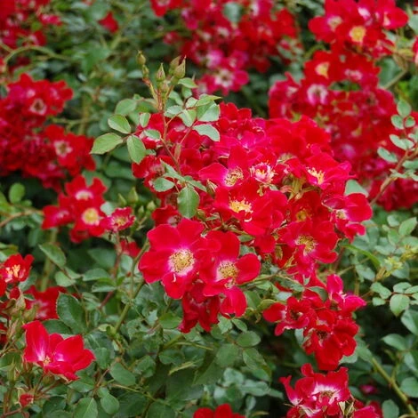 Red Meidiland 1 Red Meidiland