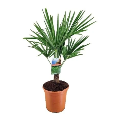 Palma Cinese Di Chusan "Trachycarpus Fortunei" Vaso 19 Cm 1 Palma Cinese Di Chusan "Trachycarpus Fortunei" Vaso 19 Cm