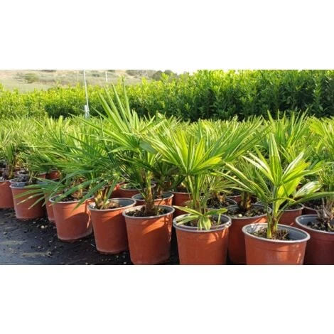 Palma Cinese Di Chusan "Trachycarpus Fortunei" Vaso 19 Cm 2 Palma Cinese Di Chusan "Trachycarpus Fortunei" Vaso 19 Cm - immagine 2