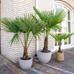 Palma Cinese Di Chusan "Trachycarpus Fortunei" Vaso 19 Cm 6 Palma Cinese Di Chusan "Trachycarpus Fortunei" Vaso 19 Cm -Negozio al dettaglio Evergreen 95500190 3