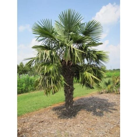 Palma Cinese Di Chusan "Trachycarpus Fortunei" Vaso 19 Cm 4 Palma Cinese Di Chusan "Trachycarpus Fortunei" Vaso 19 Cm - immagine 4