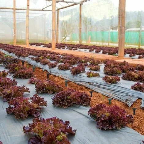 Per Giardino Per Panno Per Erbacce Protezione UV (100 Pezzi Verde)Picchetti Di Fissaggio Da Giardino In Plastica2 2 Per Giardino Per Panno Per Erbacce Protezione UV (100 Pezzi Verde)Picchetti Di Fissaggio Da Giardino In Plastica2 - immagine 2