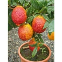 Limone Rosso "Citrus Limonimedica Pigmentata" Pianta Di Agrumi Di Sicilia In Vaso 22 Cm
