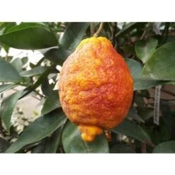 Limone Rosso "Citrus Limonimedica Pigmentata" Pianta Di Agrumi Di Sicilia In Vaso 22 Cm -Negozio al dettaglio Evergreen 9670846 3