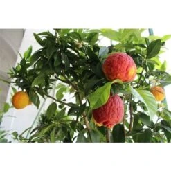 Limone Rosso "Citrus Limonimedica Pigmentata" Pianta Di Agrumi Di Sicilia In Vaso 22 Cm -Negozio al dettaglio Evergreen 9670846 4