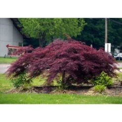 Acero Rosso Giapponese "Acer Palmatum Dissectum Inaba Shidare" Pianta In Vaso 26 Cm -Negozio al dettaglio Evergreen 9670854 3