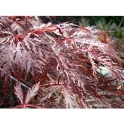 Acero Rosso Giapponese "Acer Palmatum Dissectum Inaba Shidare" Pianta In Vaso 26 Cm -Negozio al dettaglio Evergreen 9670854 4