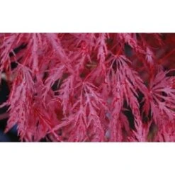 Acero Rosso Giapponese "Acer Palmatum Dissectum Inaba Shidare" Pianta In Vaso 26 Cm -Negozio al dettaglio Evergreen 9670854 5