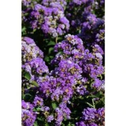 Lagerstroemia Indica Viola "Powhatan" Pianta In Vaso 9 Cm -Negozio al dettaglio Evergreen 9670891 3