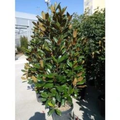 Magnolia Grandiflora Pianta Sempreverde In Vaso H. 50/70 Cm -Negozio al dettaglio Evergreen 9670899 3