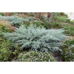 Ginepro Della Virginia "Juniperus Virginiana Grey Owl" Pianta In Vaso 14 Cm -Negozio al dettaglio Evergreen 9670900 4