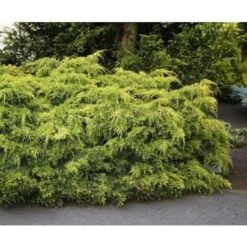 Ginepro Tappezzante "Juniperus X Pfitzeriana Aurea" Pianta In Vaso 14 Cm