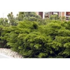 Ginepro Tappezzante "Juniperus X Pfitzeriana Aurea" Pianta In Vaso 14 Cm -Negozio al dettaglio Evergreen 9670902 3