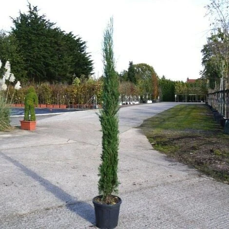 Cipresso Nero "Cupressus Sempervirens Pyramidalis" Pianta In Vaso 26 Cm H. 130/150 Cm 3 Cipresso Nero "Cupressus Sempervirens Pyramidalis" Pianta In Vaso 26 Cm H. 130/150 Cm - immagine 3