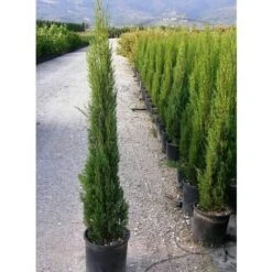 Cipresso Nero "Cupressus Sempervirens Pyramidalis" Pianta In Vaso 26 Cm H. 130/150 Cm 8 Cipresso Nero "Cupressus Sempervirens Pyramidalis" Pianta In Vaso 26 Cm H. 130/150 Cm -Negozio al dettaglio Evergreen 9670911 4