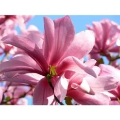 Magnolia Galaxy Pianta In Vaso 16 Cm H. 50/60 Cm