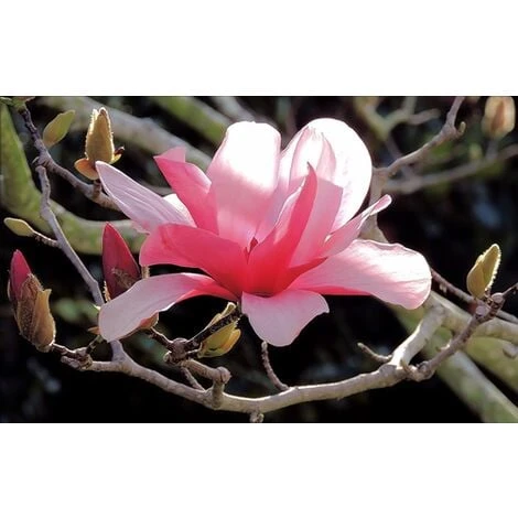 Magnolia Galaxy Pianta In Vaso 16 Cm H. 50/60 Cm 2 Magnolia Galaxy Pianta In Vaso 16 Cm H. 50/60 Cm - immagine 2