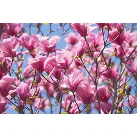 Magnolia Galaxy Pianta In Vaso 16 Cm H. 50/60 Cm 3 Magnolia Galaxy Pianta In Vaso 16 Cm H. 50/60 Cm - immagine 3