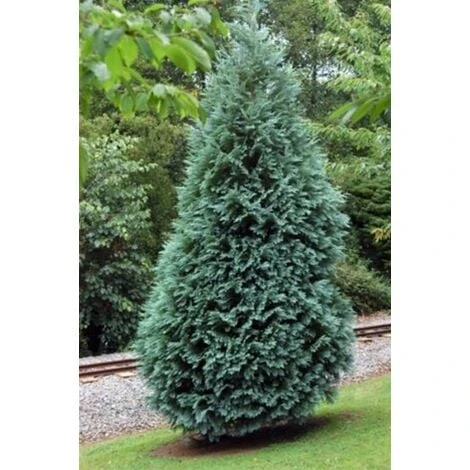 Cipresso Bianco Di Lawson "Chamaecyparis Lawsoniana Ellwoodii" Pianta In Vaso 18 Cm H. 50/60 Cm 1 Cipresso Bianco Di Lawson "Chamaecyparis Lawsoniana Ellwoodii" Pianta In Vaso 18 Cm H. 50/60 Cm