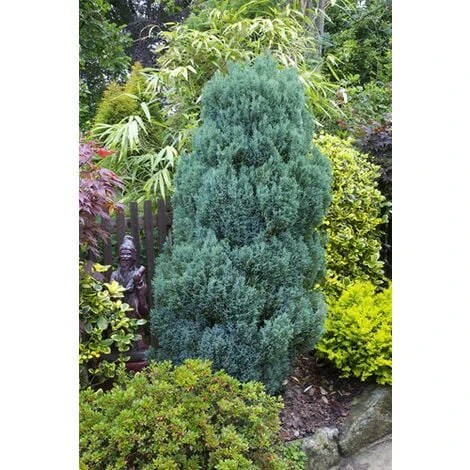 Cipresso Bianco Di Lawson "Chamaecyparis Lawsoniana Ellwoodii" Pianta In Vaso 18 Cm H. 50/60 Cm 2 Cipresso Bianco Di Lawson "Chamaecyparis Lawsoniana Ellwoodii" Pianta In Vaso 18 Cm H. 50/60 Cm - immagine 2