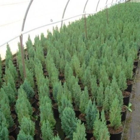 Cipresso Bianco Di Lawson "Chamaecyparis Lawsoniana Ellwoodii" Pianta In Vaso 18 Cm H. 50/60 Cm 3 Cipresso Bianco Di Lawson "Chamaecyparis Lawsoniana Ellwoodii" Pianta In Vaso 18 Cm H. 50/60 Cm - immagine 3