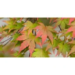 Acero Rosso Giapponese "Acer Palmatum Momiji" Pianta In Vaso H. 30/40 Cm -Negozio al dettaglio Evergreen 9670919 3