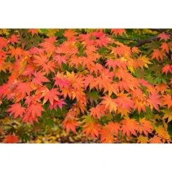 Acero Rosso Giapponese "Acer Palmatum Momiji" Pianta In Vaso H. 30/40 Cm -Negozio al dettaglio Evergreen 9670919 4