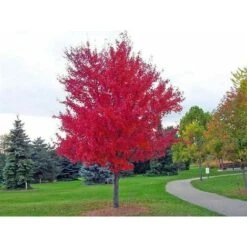 Acero Rosso Giapponese "Acer Palmatum Momiji" Pianta In Vaso H. 30/40 Cm -Negozio al dettaglio Evergreen 9670919 5