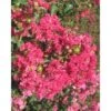 Lagerstroemia Indica Rossa "Caroline Beauty" Pianta In Vaso 13 Cm