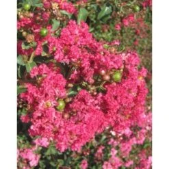 Lagerstroemia Indica Rossa "Caroline Beauty" Pianta In Vaso 13 Cm