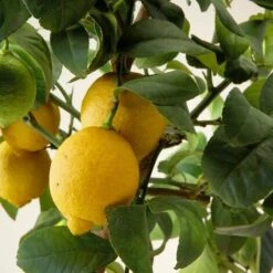 Limone Lunario "Citrus Limon" Limone 4 Stagioni Pianta In Vaso 22 Cm Agrumi Di Sicilia -Negozio al dettaglio Evergreen 9670928 3