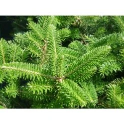 Abete Di Corea "Abies Koreana" Pianta In Vaso 18 Cm H. 30/40 Cm -Negozio al dettaglio Evergreen 9670939 3