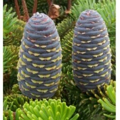 Abete Di Corea "Abies Koreana" Pianta In Vaso 18 Cm H. 30/40 Cm -Negozio al dettaglio Evergreen 9670939 4