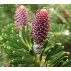 Abete Di Corea "Abies Koreana" Pianta In Vaso 18 Cm H. 30/40 Cm -Negozio al dettaglio Evergreen 9670939 5