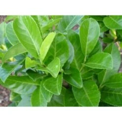 Lauroceraso "Prunus Laurocerasus" Pianta Da Siepe In Vaso H. 40/60 Cm -Negozio al dettaglio Evergreen 9670941 3