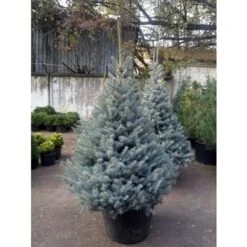 Abete Argentato Pino Blu "Picea Pungens Glauca Blue Diamond" Pianta In Vaso 18 Cm H. 50/60 Cm