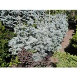 Abete Argentato Pino Blu "Picea Pungens Glauca Blue Diamond" Pianta In Vaso 18 Cm H. 50/60 Cm -Negozio al dettaglio Evergreen 9670971 5
