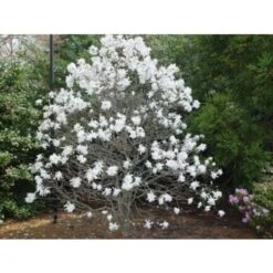 Magnolia Stellata Pianta In Vaso 19 Cm H. 100/120 Cm -Negozio al dettaglio Evergreen 9670980 3