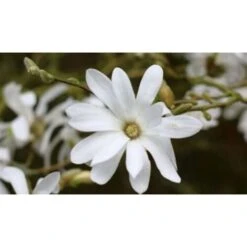 Magnolia Stellata Pianta In Vaso 19 Cm H. 100/120 Cm -Negozio al dettaglio Evergreen 9670980 4