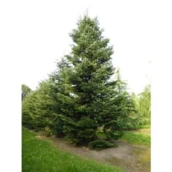 Abete Del Caucaso "Abies Nordmanniana" Pianta In Vaso H. 20/30 Cm -Negozio al dettaglio Evergreen 9670987 4