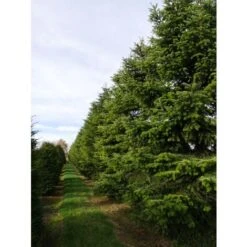 Abete Del Caucaso "Abies Nordmanniana" Pianta In Vaso H. 20/30 Cm -Negozio al dettaglio Evergreen 9670987 5