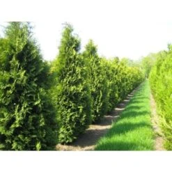 Thuja Occidentalis "Brabant" Pianta In Vaso 11 Cm H. 40/60 Cm -Negozio al dettaglio Evergreen 9670990 3