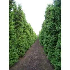 Thuja Occidentalis "Brabant" Pianta In Vaso 11 Cm H. 40/60 Cm -Negozio al dettaglio Evergreen 9670990 5