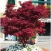 Acero Rosso Giapponese "Acer Palmatum Fireglow" Pianta In Vaso 22 Cm