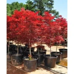 Acero Rosso Giapponese "Acer Palmatum Fireglow" Pianta In Vaso 22 Cm -Negozio al dettaglio Evergreen 9671015 3