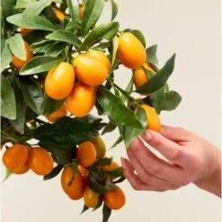 Kumquat "Fortunella Margarita" Mandarino Cinese Pianta In Vaso 22 Cm -Negozio al dettaglio Evergreen 9671024 3