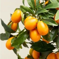 Kumquat "Fortunella Margarita" Mandarino Cinese Pianta In Vaso 22 Cm -Negozio al dettaglio Evergreen 9671024 4